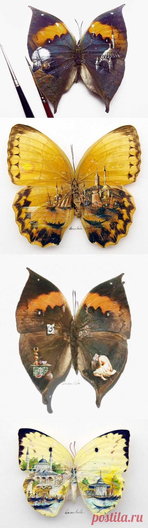 Рисунки на крыльях бабочки от Hasan Kale
