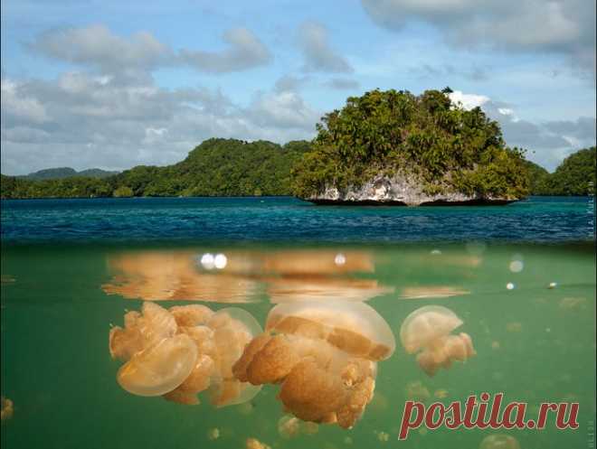 Удивительная красота: Озеро Медуз в Палау. Фото и видео.
 

Озеро Медуз (англ. Jellyfish Lake) — озеро в архипелаге Скалистые острова (Палау).

 (700x466, 123Kb)
Озеро Медуз, вид с высоты птичьего полёта

Озеро Медуз расположено на востоке острова Эйл-Малк, в более чем 20 км к юго-востоку от Корора. Его размеры — всего — 460 м на 160 м, площадь зеркала — 0,057 км². Озеро представляет собой меромиктический слабо-солёный водоём, отделённый от океана полосой земли около 200 м.