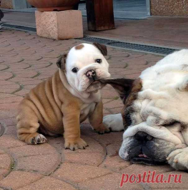 Щенки, которые выглядят слишком прелестными, чтобы быть настоящими