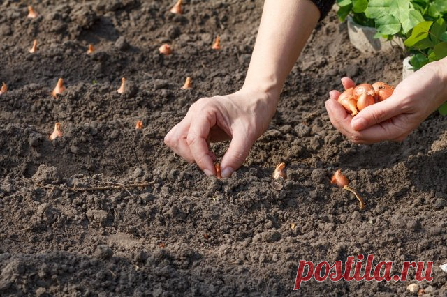 Лук пошел в стрелку: что делать