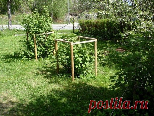 ДЕСЯТЬ ЗОЛОТЫХ ПРАВИЛ ОБРЕЗКИ СМОРОДИНЫ