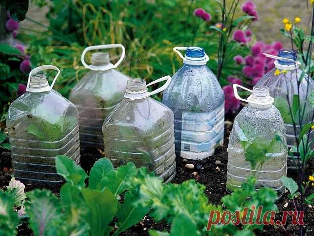 Мaленькaя хитрость при посaдке кaпусты (рaсскaзaл один дедушкa).