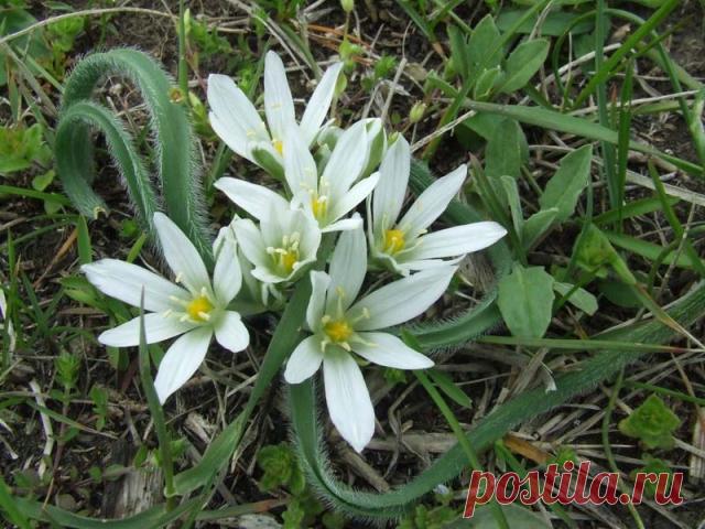 Птицемлечник: описание растения, уход, посадка, применение в ландшафтном дизайне