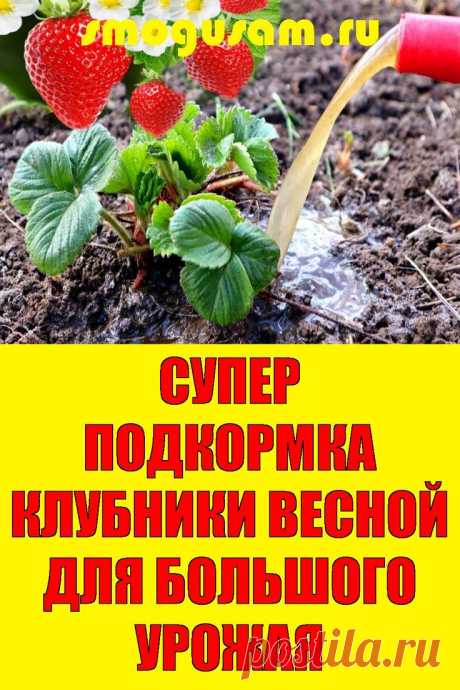 📌СУПЕР ПОДКОРМКА КЛУБНИКИ ВЕСНОЙ ДЛЯ БОЛЬШОГО УРОЖАЯ🍓🍓🍓 в 2024 г | Садоводство, Клубника, Растения