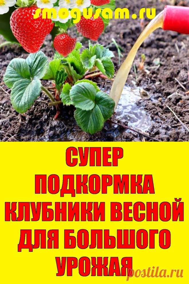 📌СУПЕР ПОДКОРМКА КЛУБНИКИ ВЕСНОЙ ДЛЯ БОЛЬШОГО УРОЖАЯ🍓🍓🍓 в 2024 г | Садоводство, Клубника, Растения