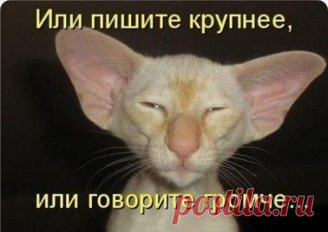 Мокрые кошечки - 2 | Prikolisti.com