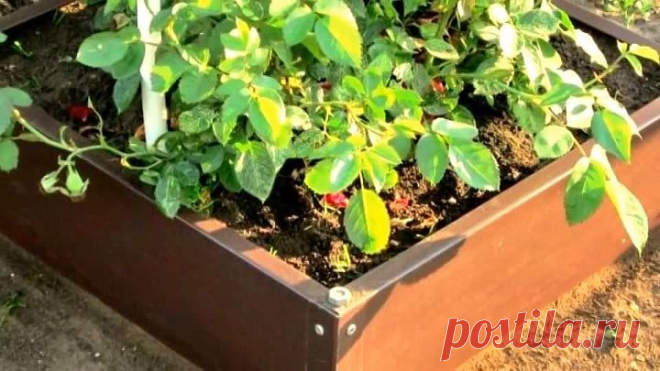 Бордюры для грядок и клумб. Виды садовых бордюров.
