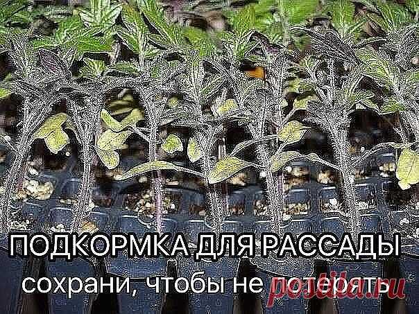(32) Одноклассники