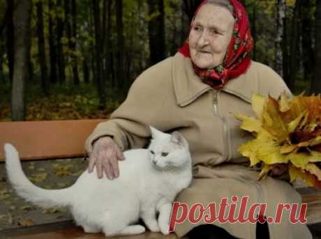 Хочешь в старости хорошую память и ясный ум? В этом тебе поможет обычный домашний кот | Кошка.ru | Дзен