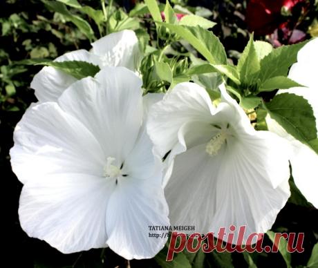 СЕМЕНА ТРАВЯНИСТЫХ ГИБИСКУСОВ - №95 - 7 шт