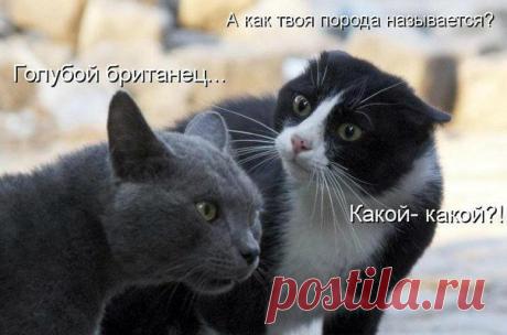 Мой Мир@Mail.Ru