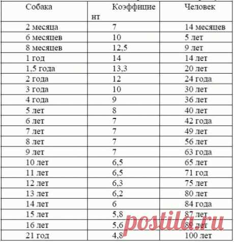 собака страница 7 новое