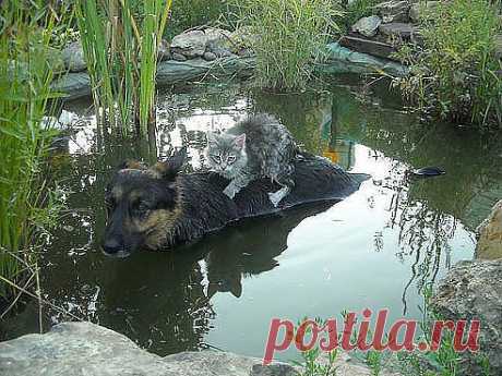 (2) Одноклассники