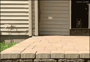 More gif ;