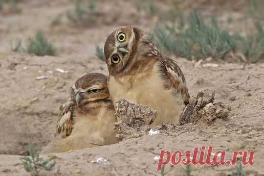 Сова, филин. Фото. Картинки. Видео