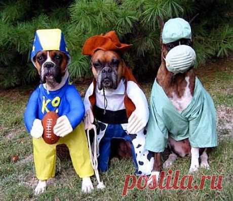 Boxers Rock! | Boxers-Awesome Dogs