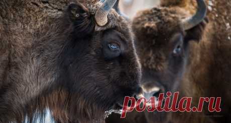 «Голубоглазый профиль». Природный заповедник «Калужские засеки». Автор фото – Александр Кукринов: