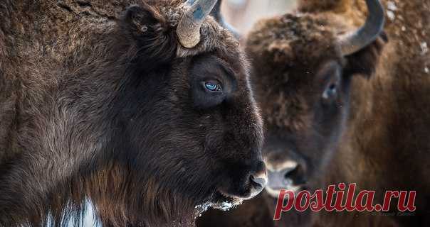 «Голубоглазый профиль». Природный заповедник «Калужские засеки». Автор фото – Александр Кукринов: