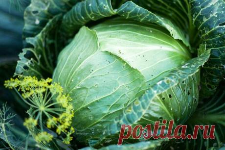 Свежая капуста — как сохранить до весны
Добрый день, мой читатель. При выращивании любимой многими капусты грамотно подбирают сорта,...
Читай пост далее на сайте. Жми ⏫ссылку выше