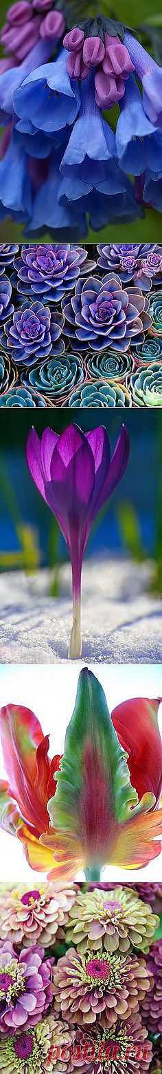 Pinterest
