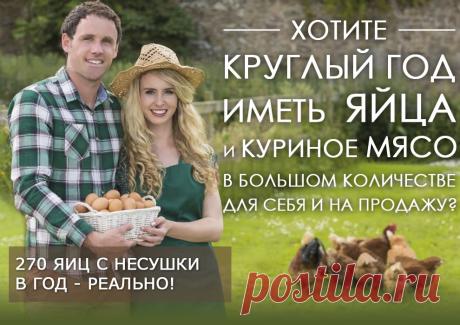 Разведение и выращивание мясных и яйценосных курочек на своем участке. Рентабельный бизнес!