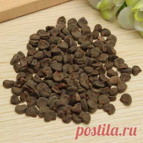 Садовый гибискус - фото, уход и размножение сортов