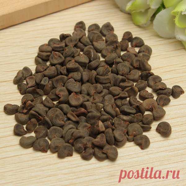 Садовый гибискус - фото, уход и размножение сортов