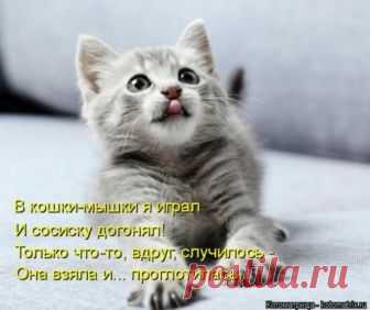Свежая котоматрица для всех (36 фото) Еженедельная порция позитива и котиков для всех наших читателей!Всем приятных выходных и отличного настроения!





































