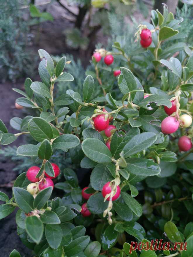 Брусника обыкновенная (Vaccinium vitis-idaea)