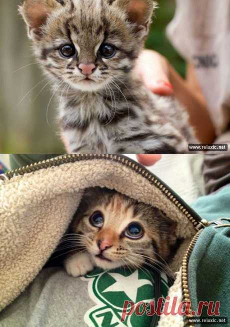 Звериные малыши