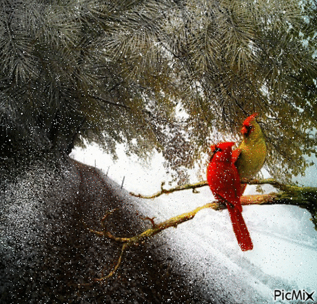 Живые фотографии – Google+