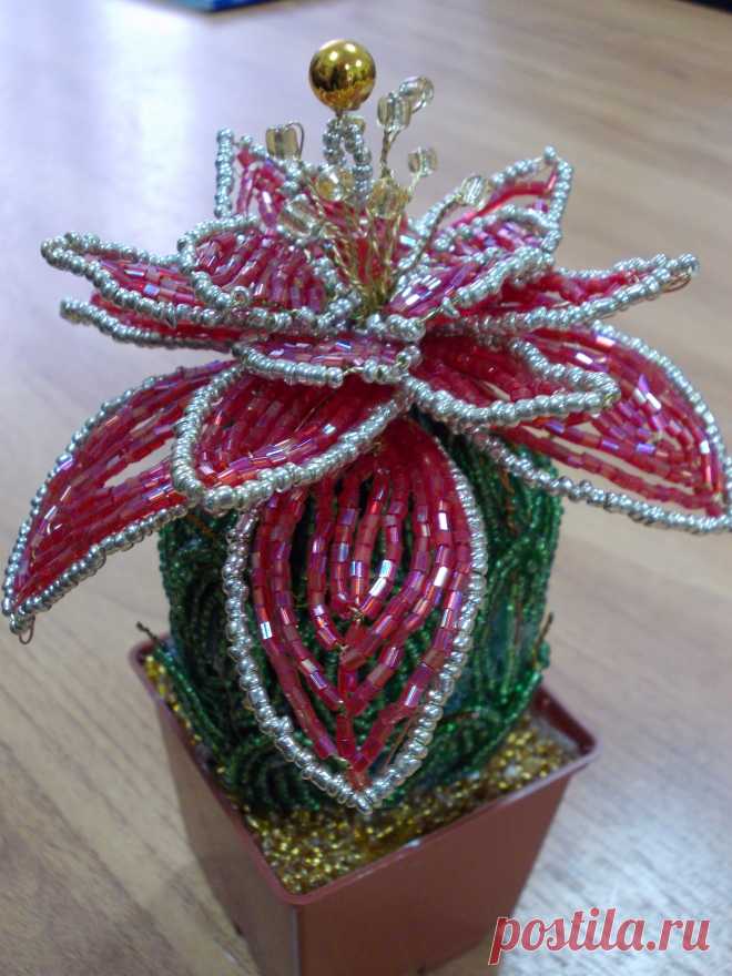 Кактус