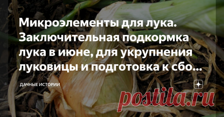 Микроэлементы для лука. Заключительная подкормка лука в июне, для укрупнения луковицы и подготовка к сбору урожая Добрый день, дорогие друзья, садоводы и огородники! Приветствую вас в нашем сообществе "Дачные истории". Выращивание лука репки из лука севка довольно увлекательный, но долгий процесс. Чтобы получить достойный урожай, нужно не только правильно поливать и ухаживать за грядками, но и не забывать о подкормках. Лук ушел в стерку - не страшно. Товарная луковица из з...
