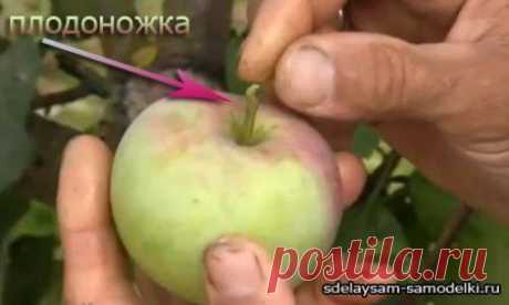 КОГДА НУЖНО СОБИРАТЬ ЯБЛОКИ ДЛЯ ХРАНЕНИЯ | Хитрости Жизни