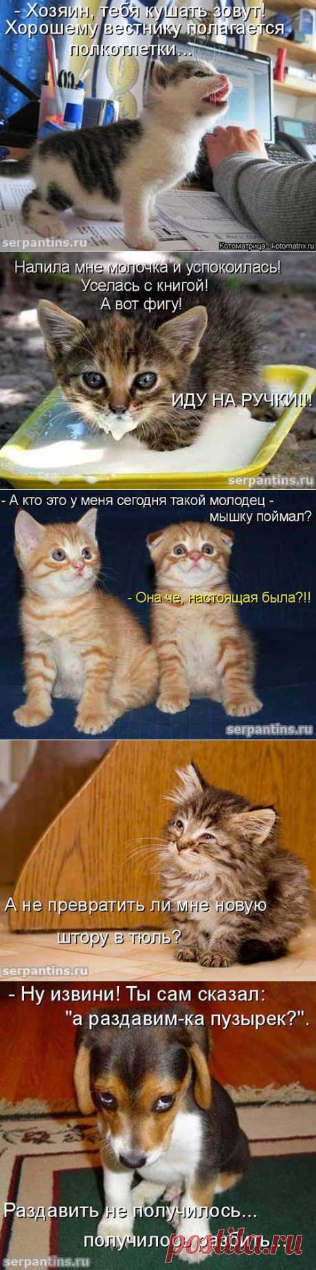 Юмор про котят, щенков и одного слоненка. Забавные фото с подписями. | Серпантин