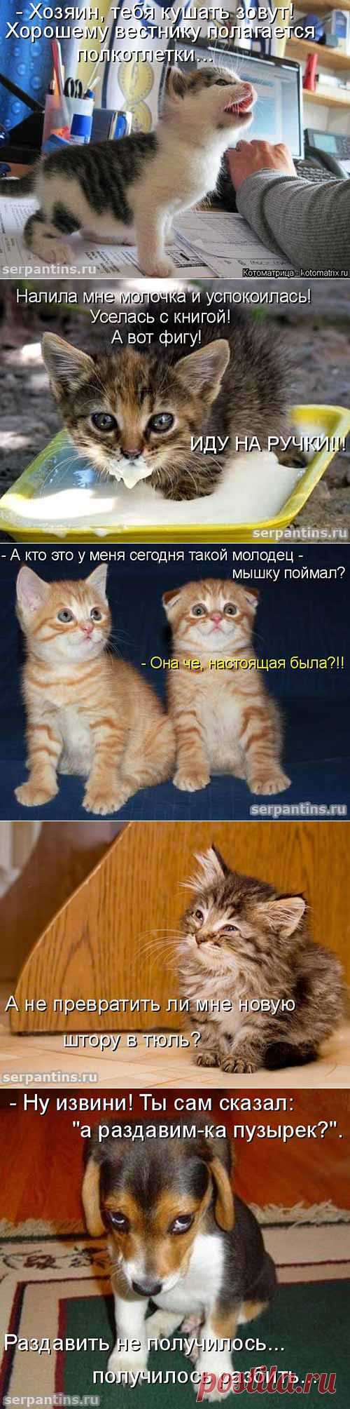 Юмор про котят, щенков и одного слоненка. Забавные фото с подписями. | Серпантин