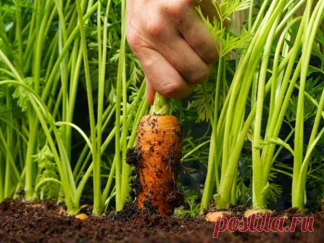 Как вырастить крупную и сладкую морковь?