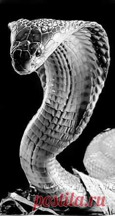 (1078) Pinterest
