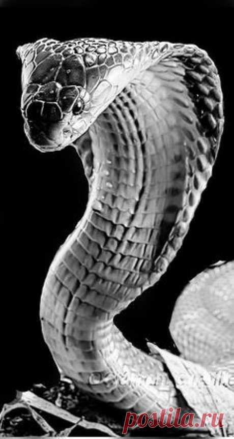 (1078) Pinterest