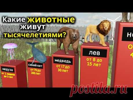 Какие животные живут до 15 000 лет? — Это тебя удивит!