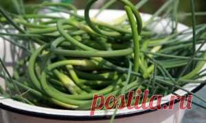 Чесночные стрелки, маринованные на зиму: рецепты с фото простые и вкусные