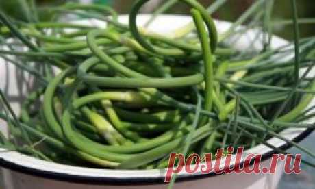 Чесночные стрелки, маринованные на зиму: рецепты с фото простые и вкусные
