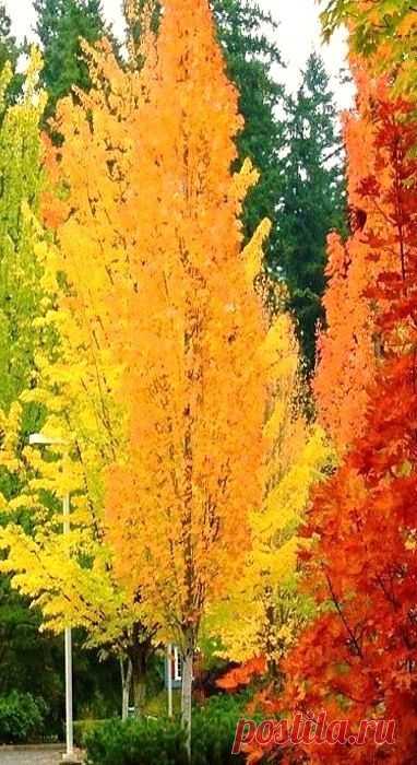 Найдено на сайте media-cache-ak0.pinimg.com.