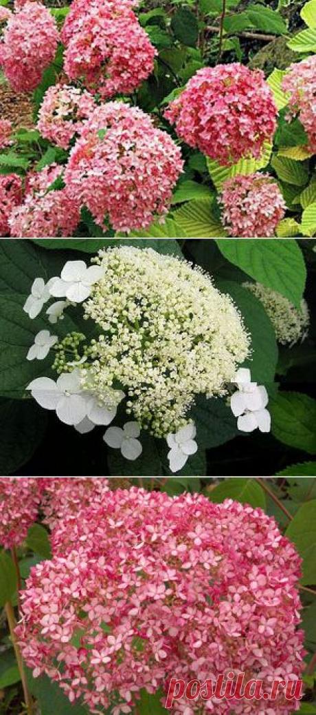 Садовые гортензии | Самоцветик