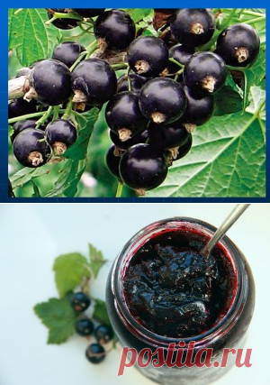 Варенье из черной смородины/Для варенья лучше выбирать крупноплодные сорта черной смородины. Крупную ягоду быстрее обработать (перебрать, помыть). Следует учесть толщину кожуры ягоды