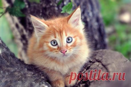 Рыжий котенок