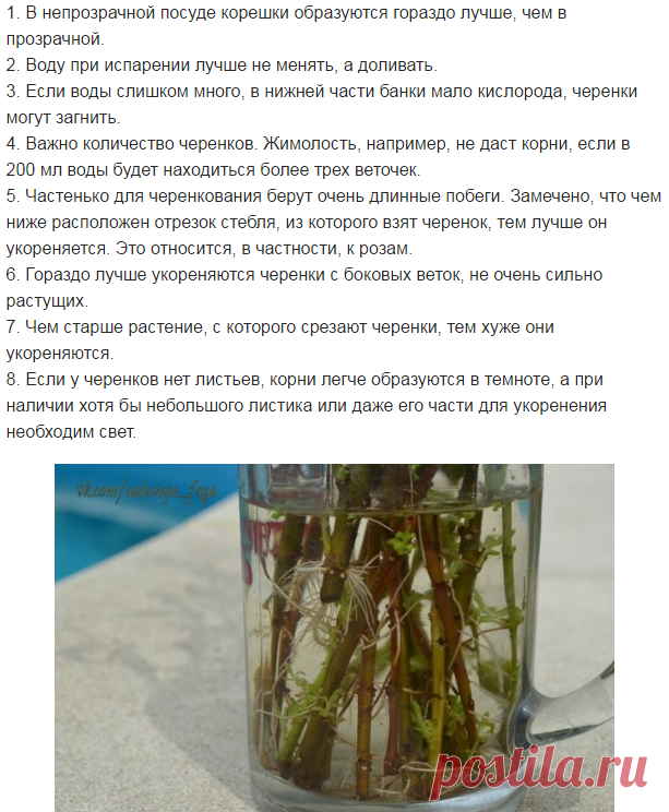 8 СЕКРЕТОВ ХОРОШЕГО УКОРЕНЕНИЯ ЧЕРЕНКОВ