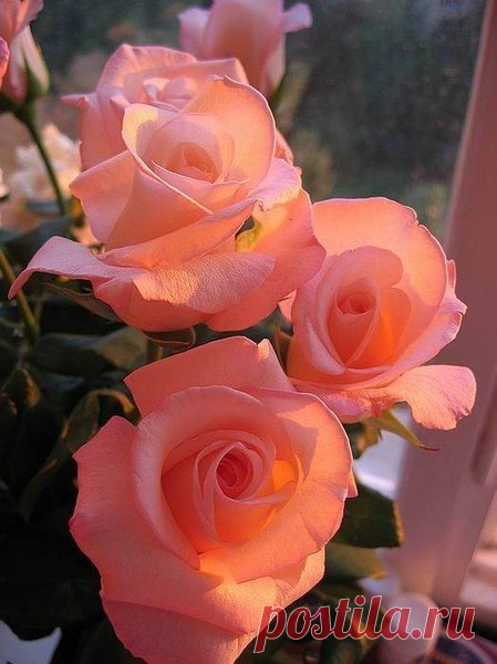 Татьяна: http://ok.&hellip;91518909-0 нажми на свечу прощения!!!http://www&hellip;181509.swf - Не ищи света - свети!.. Не ищи тепла - обними!.. Не ищи друзей - дружи!.. Не ищи любви - люби!Люблю сильных и умных МУЖЧИН!!!