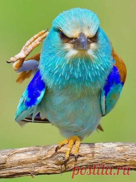 flying of birds Source:flying of birds. मेरी नज़र से दुनिया को देखो