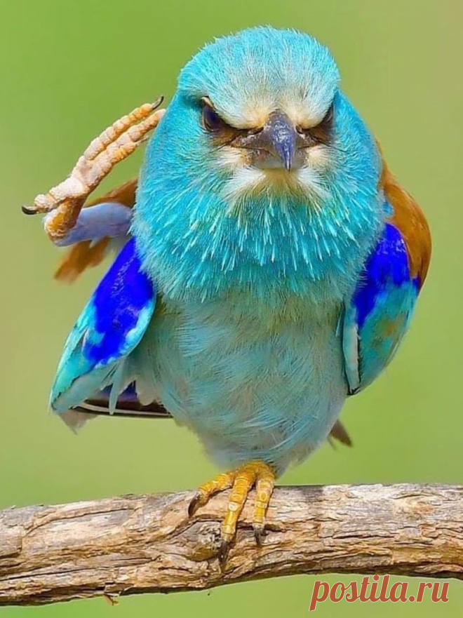 flying of birds Source:flying of birds. मेरी नज़र से दुनिया को देखो